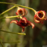 Sterculia balanghas L.
